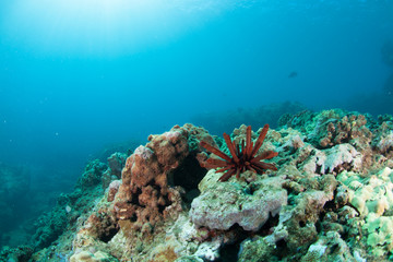 Naklejka na ściany i meble A red urchin moves across hard corals off the North Shore of Oahu, Hawaii