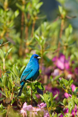 Indigo Bunting (Passerina cyanea) male in Azalea bush (Azalea sp). Marion, Illinois, USA.