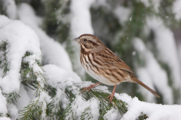 Song Sparrow (Melospiza melodia) in Serbian Spruce (Picea omorika) in winter, Marion, Illinois, USA.