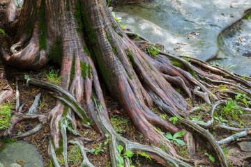 Red Cedar Tree (Juniperus virginiana) Garden of the Gods Recreation Area, Shawnee National Forest, Saline County, Illinois