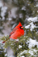 Northern Cardinal (Cardinalis cardinalis) male in Juniper tree (Juniperus keteleeri) in winter Marion, Illinois, USA.
