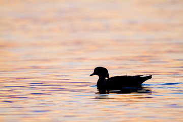 Wood Duck (Aix sponsa) male in wetland at sunrise, Marion, Illinois, USA.