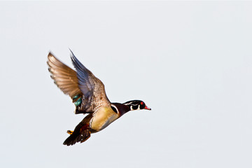 Obraz premium Wood Duck (Aix sponsa) male in flight, Marion, Illinois, USA.