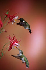 Ruby-throated Hummingbirds (Archilochus colubris) male and female on Crimson Star Columbine (Aquilegia x hybrida), Illinois