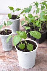 Seedlings of peppers, eggplants in plastic cups