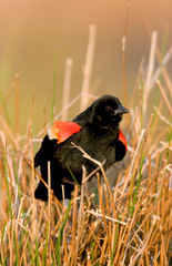 Red-winged Blackbird (Agelaius phoeniceus) male singing, displaying in wetland Marion, Illinois, USA.