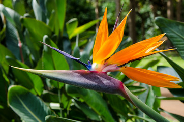Fototapeta na wymiar Bird of Paradise (Strelitzia reginae) in Na Aina Kai Botanical Gardens and Sculpture Park, Kauai, Hawaii.