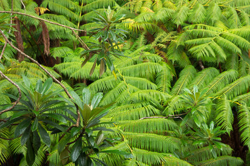 Tree ferns, (Cibotium glacum) forest, Volcano, Hawaii