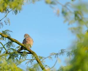 Zebra dove, Anaeho'omalu bay, Waikoloa, Hawaii