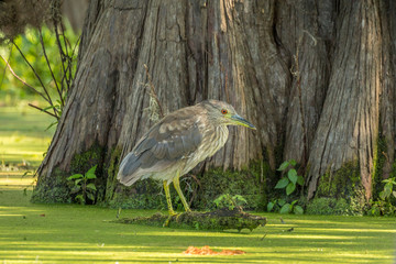 USA, Louisiana, Atchafalaya National Heritage Area. Lake Martin, immature black-crowned night heron. Credit as: Cathy and Gordon Illg / Jaynes Gallery / DanitaDelimont. com