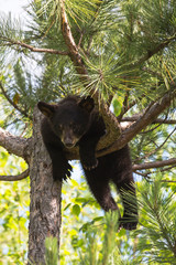USA, Minnesota, Sandstone, Black Bear Cub Stuck in a Tree © Hollice Looney/Danita Delimont