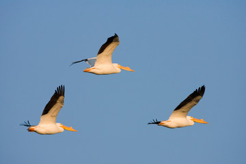 Fototapeta na wymiar American White Pelicans (Pelecanus erythrorhynchos) in flight, Riverlands Environmental Demonstration Area, Missouri, USA.