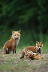 Naklejka na ściany i meble Red fox (Vulpes Vulpes) adults with kit, Illinois