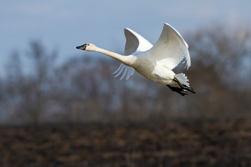 Tundra Swan (Cygnus columbianus) in flight at Prairie Ridge State Natural Area, Marion, Illinois, USA.