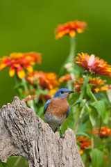 Eastern Bluebird (Sialia sialis) male on fence post near flower garden, Holmes, Mississippi, USA.