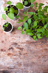 Seedlings of pepper, eggplant in plastic cups on the table, top view