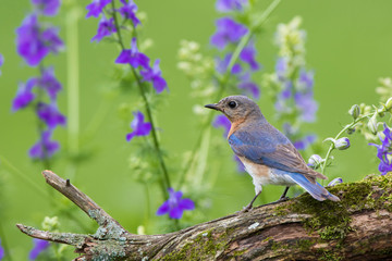 Eastern Bluebird (Sialia Sialis) female in flower garden, Marion County, IL