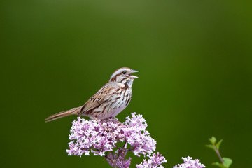 Song Sparrow (Melospiza melodia) singing on Dwarf Korean Lilac Bush (Syringa meyeri 'Palibin'), Marion, Illinois, USA.