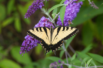 Fototapeta na wymiar Eastern Tiger Swallowtail Butterfly (Papilio Glaucus) male on Butterfly Bush (Buddleia Davidii) Marion County, Illinois