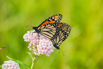 Monarch Butterflies (Danus plexippus) male and female mating on Swamp Milkweed (Asclepias incarnata), Marion County, IL