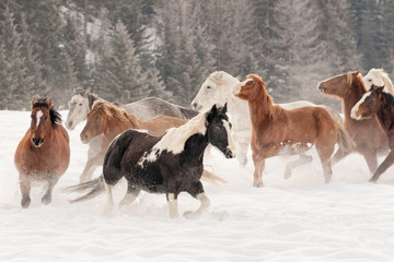 Horse roundup in winter, Kalispell, Montana
