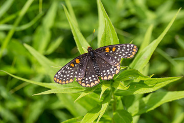 Baltimore Checkerspot Butterfly (Euphydryas phaeton), McHenry County, IL
