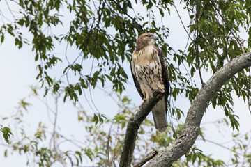Red-shouldered Hawk (Buteo Lineatus) immature, Marion County, Illinois