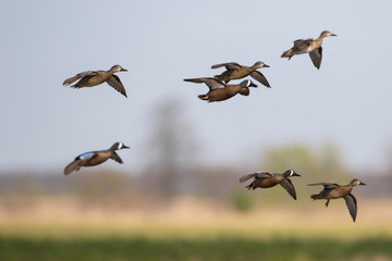 Fototapeta premium Blue-winged Teal (Anas discors) in flight, Marion County, Illinois
