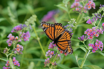 Viceroy (Limenitis Archippus) on Butterfly Bush (Buddleja Davidii) Marion County, Illinois