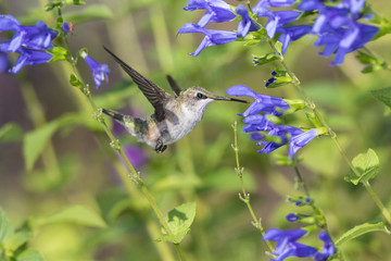 Ruby-throated Hummingbird (Archilochus colubris) at Blue Ensign Salvia (Salvia Guaranitica) in Marion County, Illinois