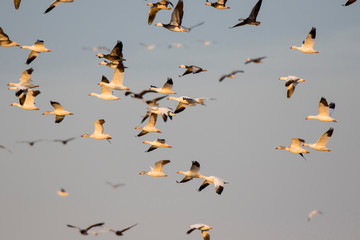 Snow Geese (Chen caerulescens) flying, Marion County, Illinois