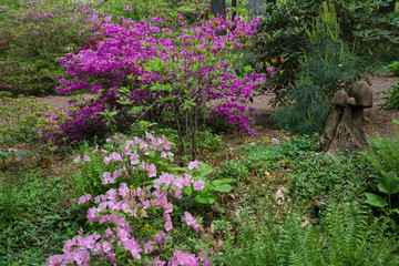 Azaleas at Azalea Path Arboretum and Botanical Gardens, Hazleton, IN