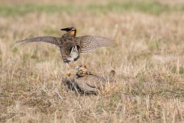 Greater Prairie-Chickens (Tympanuchus Cupido) males fighting-territorial dispute on lek Prairie Ridge State Natural Area, Marion County, Illinois