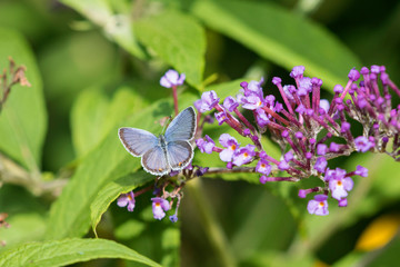 Eastern Tailed-Blue (Everes Comyntas) on Butterfly Bush (Buddleja Davidii) Marion County, Illinois