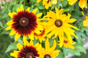 USA, Massachusetts, Wareham, Black-eyed Susan