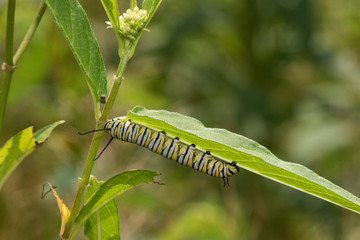Monarch (Danaus Plexippus) caterpillar on Swamp Milkweed (Asclepias Incarnata) Marion County, Illinois