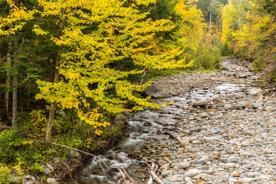 Nash Stream in Reddington Township, Maine. High Peaks Region. Fall.