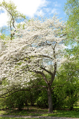 USA, Massachusetts, Boston, Arnold Arboretum, Dogwood tree