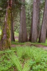 Naklejka premium Ross Cedar Grove, Western Red Cedars, Kootenai National Forest near Libby, Montana