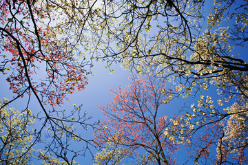 Obraz premium Skyward view of pink and white dogwood trees, Lexington, Kentucky. Cornus Florida