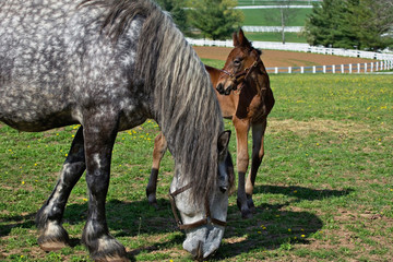 Naklejka na ściany i meble Mare and young colt in paddock, Kentucky Horse Park, Lexington, Kentucky