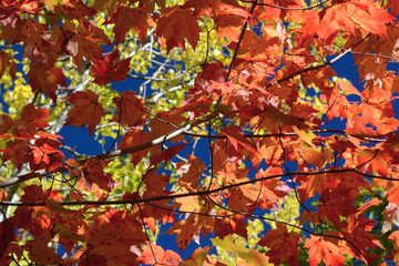 Maple leaves, autumn, Park Loop Road, Acadia National Park, Maine, USA