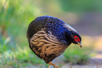 Kalij Pheasant (Lophura leucomelanos), Bird Park, Kipuka Puaulu, Special Ecological Area, Volcano just outside of HI Volcanoes National Park, Big Island, Hawaii