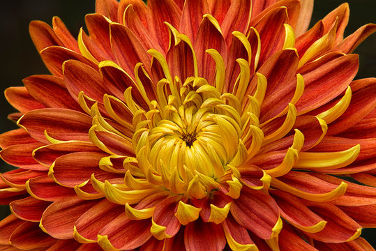 Close-up of a Japanese fall-flowering Kiku or chrysanthemum in orange and yellow.