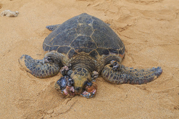 Green Sea Turtle (Chelonia mydas), with Fibropapillomatosis, a benign tumor disease of marine...