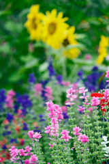 Flower garden, Rockport, Maine