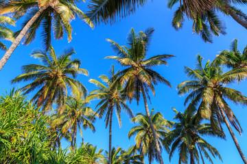 Obraz na płótnie Canvas Palm trees, Lanai North Shore, Hawaii