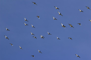 Mallard Ducks descend for landing against a clear blue sky. Bruneu Dunes State Park, ID