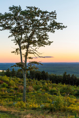 A tree silhouette at sunset as seen from the summit of Mount Agameticus in York, Maine.