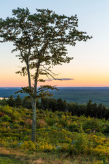Fototapeta na wymiar A tree silhouette at sunset as seen from the summit of Mount Agameticus in York, Maine.